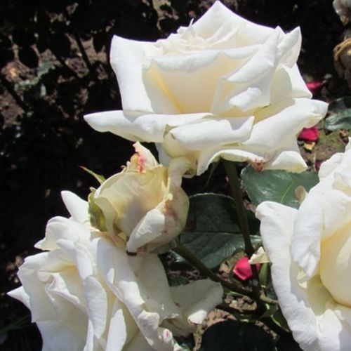 Krémová - Stromkové růže s květmi čajohybridů - stromková růže s rovnými stonky v koruně